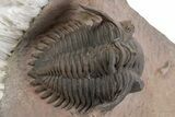 Metacanthina Trilobite With Selenite Crystals - Lghaft, Morocco #347760-2